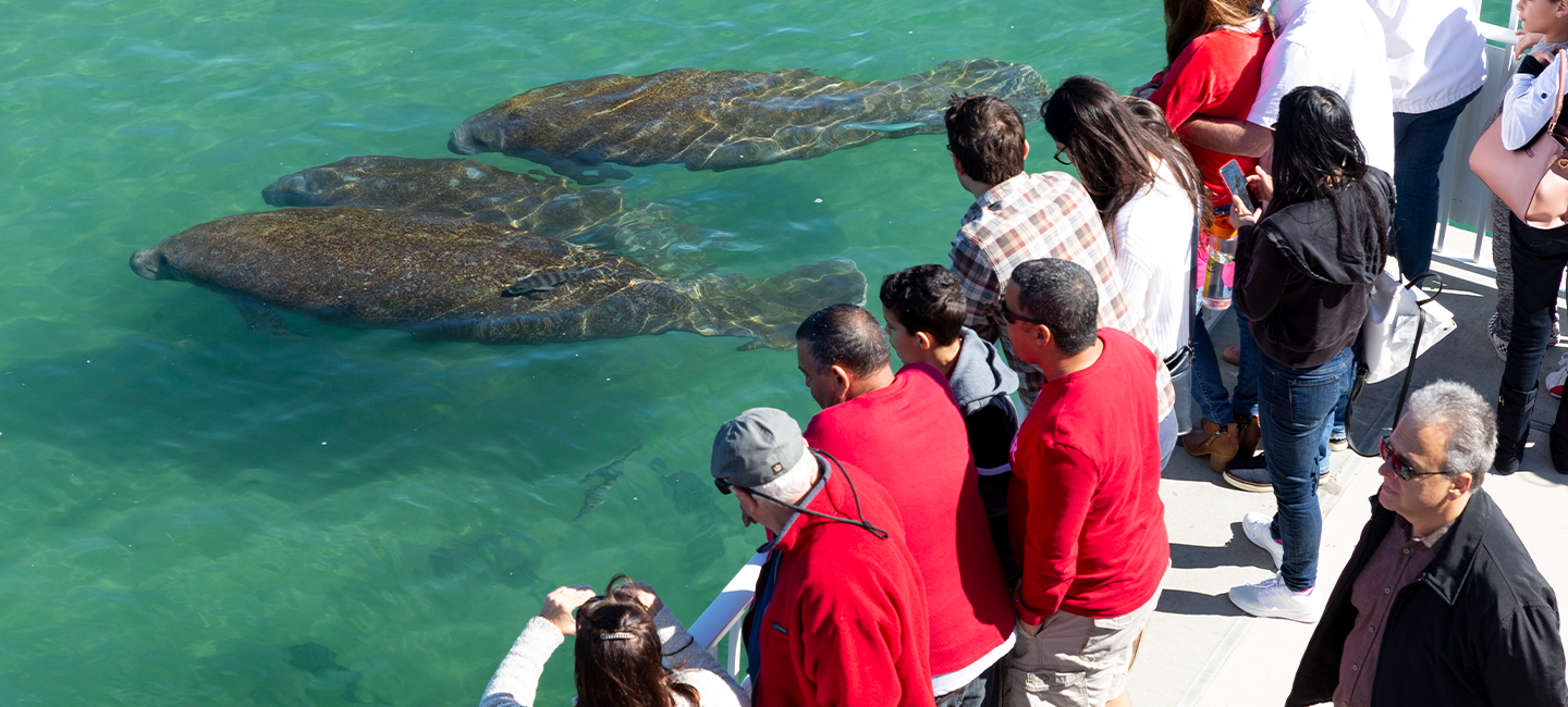 Visitors at Manatee Lagoon watch for manatees during cold weather. 