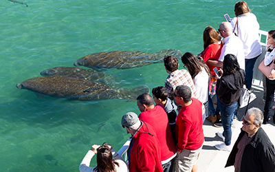 Visitors at FPL's Manatee Lagoon see manatees in the water